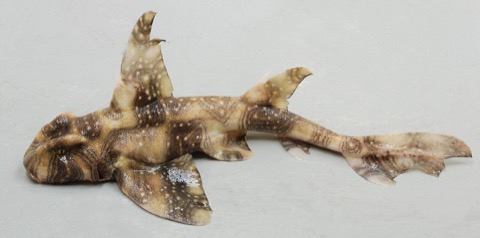 Whitespotted bullhead shark specimen photograph showing the stout body and raised brow ridges; not to scale.
