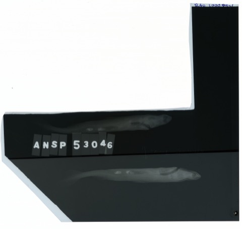 USNM specimen photograph of Heteroscymnoides marleyi in lateral view; not to scale.