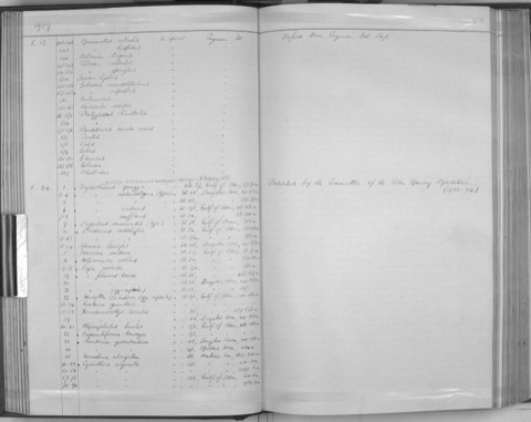 Natural History Museum specimen photograph of Holohalaelurus melanostigma in lateral view; not to scale.