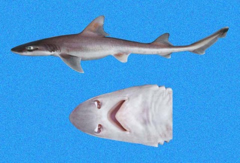 Humpback smooth-hound reference photograph showing the compact body and smoothhound snout profile; not to scale.