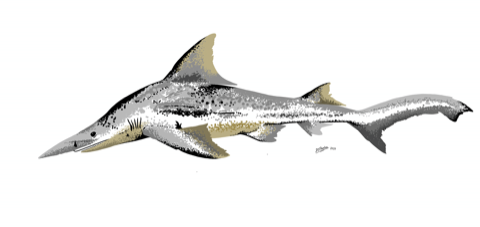Digital illustration of the daggernose shark with the elongated snout emphasized; not to scale.