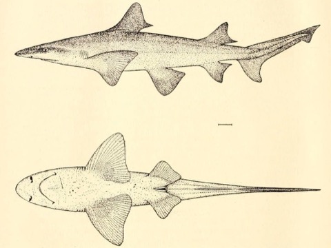 Historical scientific plate of Lamiopsis tephrodes in lateral view; not to scale.