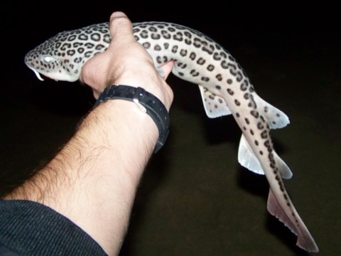 Leopard catshark photograph showing the broken saddle markings and slender body; not to scale.