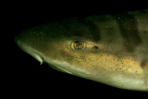 Photograph of a leopard shark showing the saddle-like dorsal pattern used for easy coastal identification; not to scale.