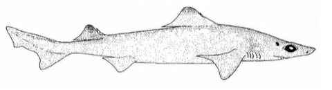 Little gulper shark reference photograph showing the long snout and deep-sea body profile; not to scale.