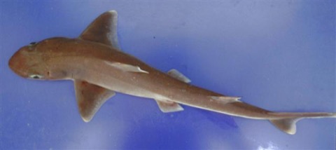 Longnose spurdog reference photograph showing the long snout and paired dorsal spines; not to scale.