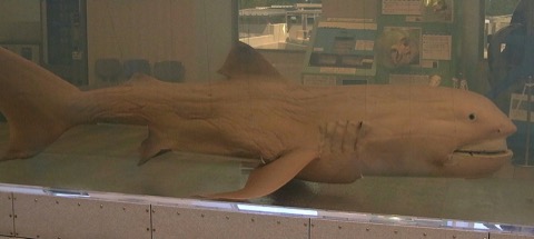 Megamouth shark specimen photograph showing the broad mouth and soft-bodied profile; not to scale.