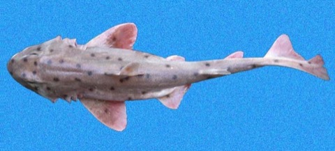 Mexican hornshark reference photograph showing the blunt head, ridged brows, and sturdy body; not to scale.
