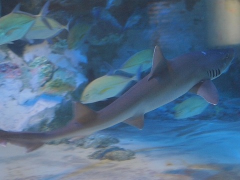 Mustelus griseus photographed in profile with the low dorsal fins visible; not to scale.
