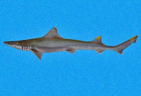 Mustelus higmani reference image showing the slender body and pointed snout; not to scale.