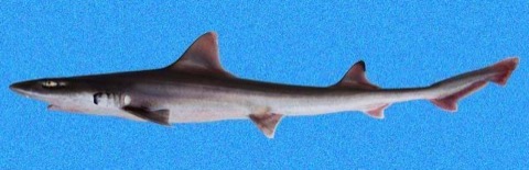 Sicklefin smooth-hound reference image showing the curved fins and streamlined body; not to scale.