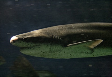 Broadnose sevengill shark photograph showing the heavy head and blunt snout; not to scale.