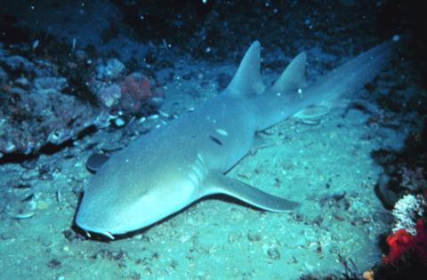 NOAA photograph of a nurse shark resting at Gray's Reef National Marine Sanctuary; not to scale.