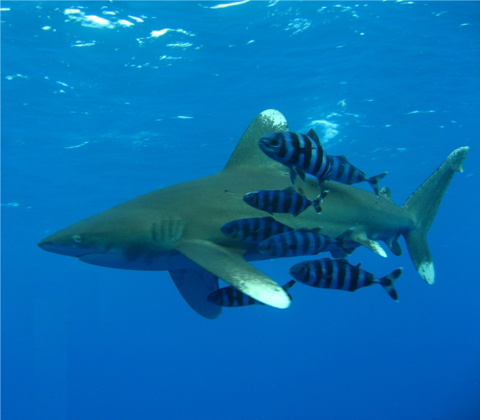 Oceanic whitetip shark photographed in the Red Sea with pilot fish nearby, highlighting the broad white-tipped fins; not to scale.