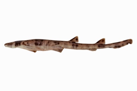 Collared carpetshark reference photograph showing the broad head and collar-like body markings; not to scale.