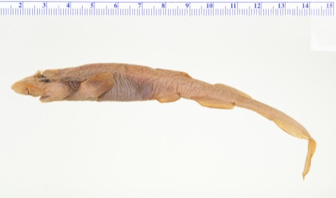 USNM specimen photograph of Parmaturus campechiensis in profile; not to scale.
