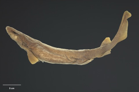 Museum specimen photograph of Parmaturus macmillani in profile; not to scale.