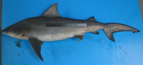 Pigeye shark reference photograph showing the robust body and short rounded snout; not to scale.