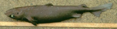 Portuguese shark reference image showing the bulky deep-sea body and large eyes; not to scale.