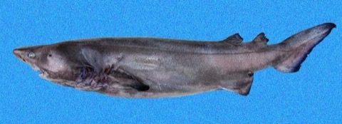 Prickly shark reference photograph showing the bulky body and rough thorn-like denticles; not to scale.