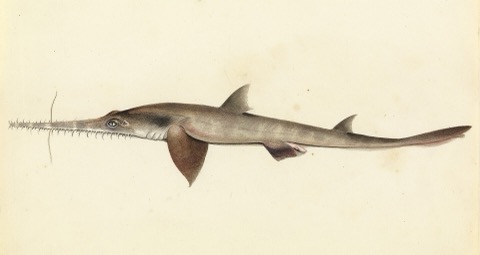 Historic longnose sawshark illustration showing the extended toothed rostrum and slim body; not to scale.