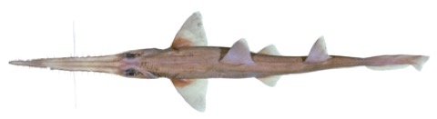 Tropical sawshark specimen profile from the Australian National Fish Collection; not to scale.