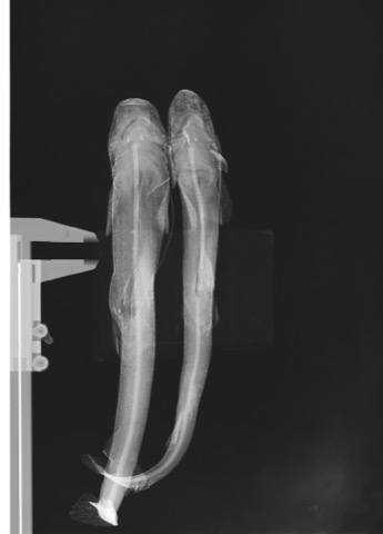 USNM specimen photograph of Proscyllium venustum in lateral view; not to scale.