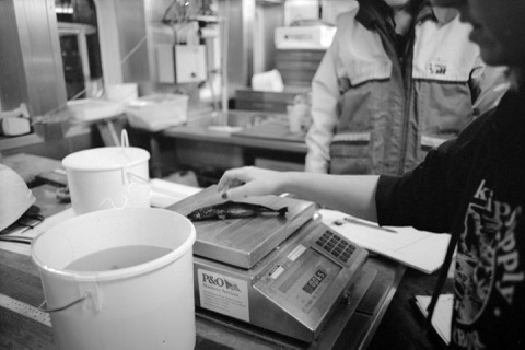 Pygmy shark reference photograph showing the tiny cylindrical body and dark coloration; not to scale.