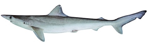 Australian sharpnose shark reference photograph showing the streamlined body and pointed snout; not to scale.