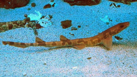 Saddle carpetshark photograph showing the short body, barbels, and dark saddles; not to scale.