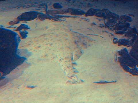 Sawback angelshark aquarium photograph showing the flattened disc and patterned back; not to scale.