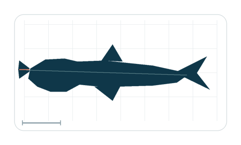 Silhouette study highlighting the cephalofoil and cruising profile; not to scale.