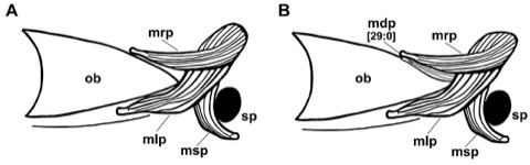 Narrowtail catshark scientific figure showing the body proportions and caudal fin shape; not to scale.