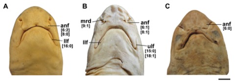 Scientific figure including the Schroederichthys saurisqualus specimen detail from a comparative catshark study; not to scale.