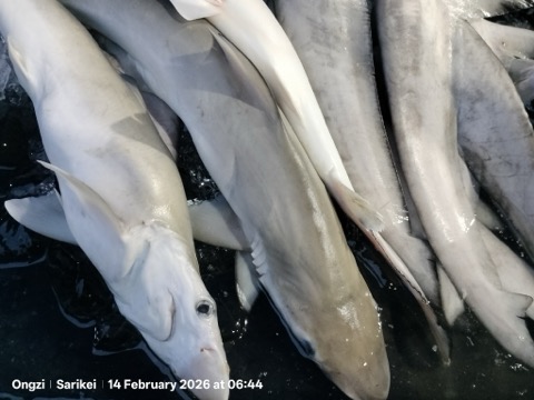 Observation photograph of Scoliodon macrorhynchos in profile; not to scale.