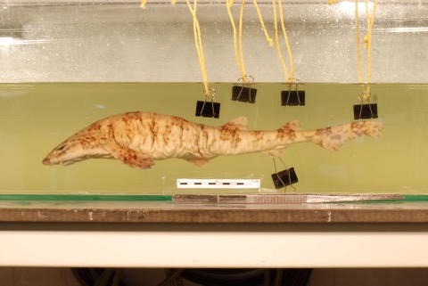 Specimen photograph of Scyliorhinus boa in lateral view from the Naturalis collection; not to scale.