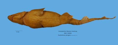 Museum specimen photograph of Scyliorhinus cervigoni in profile; not to scale.