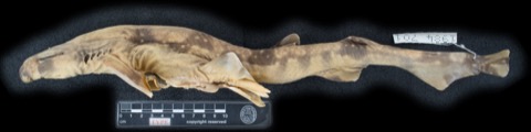Museum specimen photograph of Scyliorhinus comoroensis in lateral view; not to scale.