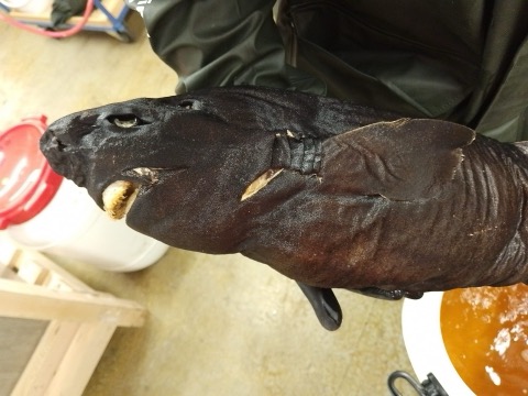 Naturalis specimen photograph of Scymnodalatias albicauda in lateral view; not to scale.