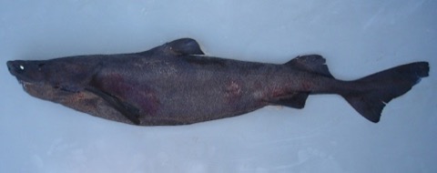 Photograph of the largespine velvet dogfish in lateral view; not to scale.