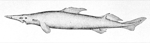 Historical illustration of Scymnodon ringens in lateral view; not to scale.