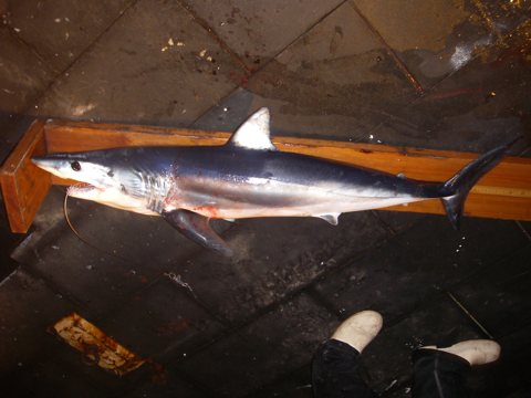 Shortfin mako shark in the Gulf of Mexico; bundled NOAA reference photograph.