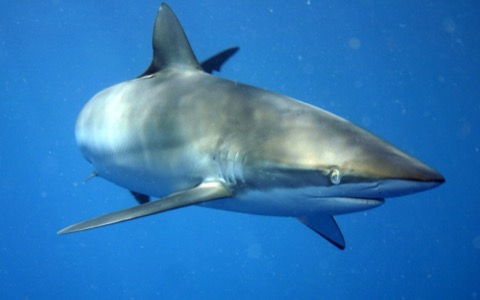 Silky shark underwater photograph showing the slender body and rounded dorsal fin; not to scale.