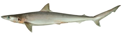 Sliteye shark reference photograph showing the slim body and long narrow snout; not to scale.