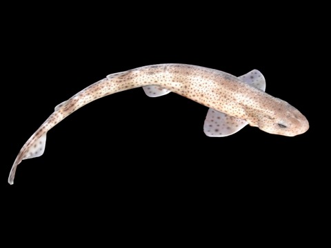 Small-spotted catshark photograph showing the dense spotting and slender body; not to scale.
