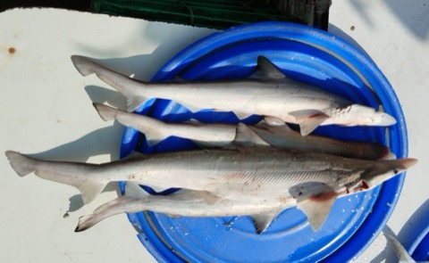 Spadenose shark reference photograph showing the short broad snout and compact body; not to scale.