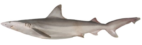 Speartooth shark reference photograph showing the robust body and short broad snout; not to scale.