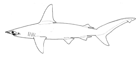 Illustration of Sphyrna couardi in lateral view with the broad hammer-shaped head emphasized; not to scale.