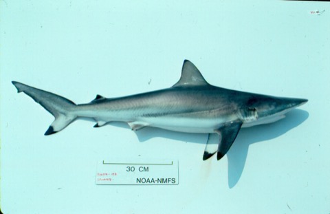 Spinner shark reference photograph showing the slim body and long pointed fins; not to scale.