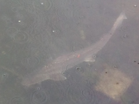 Spotted estuary smoothhound photograph showing the smoothhound body and fine spotting; not to scale.